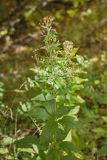 Lysimachia verticillaris