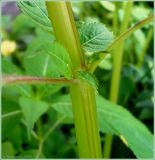 Impatiens glandulifera. Часть побега. Чувашия, г. Шумерля. 30 июня 2009 г.