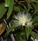 Syzygium jambos