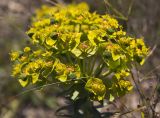 Euphorbia rigida