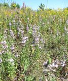 Mentha pulegium