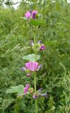 Malva mauritiana