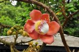 Couroupita guianensis