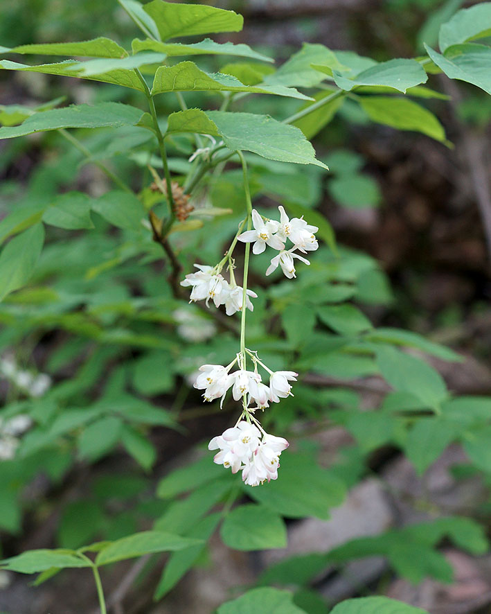 Изображение особи Staphylea pinnata.