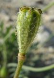 Papaver ammophilum