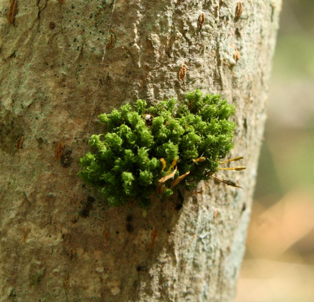 Изображение особи Ulota crispa.