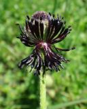 Papaver ocellatum