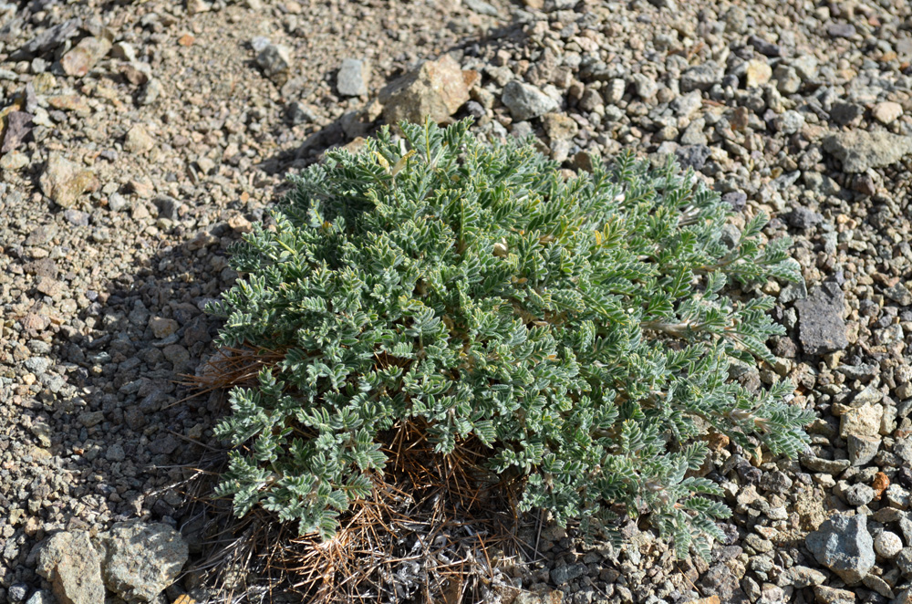 Изображение особи Astragalus lasiosemius.