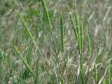 Phleum phleoides