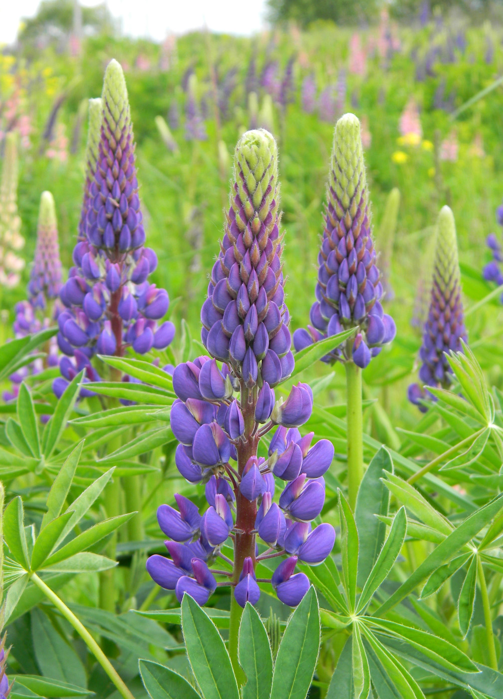 Изображение особи Lupinus polyphyllus.