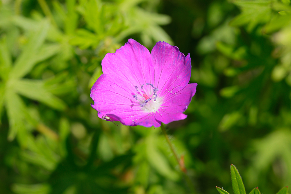 Изображение особи Geranium sanguineum.