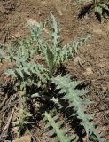 Cirsium cephalotes