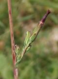 Lactuca saligna