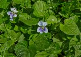 Viola sororia f. priceana