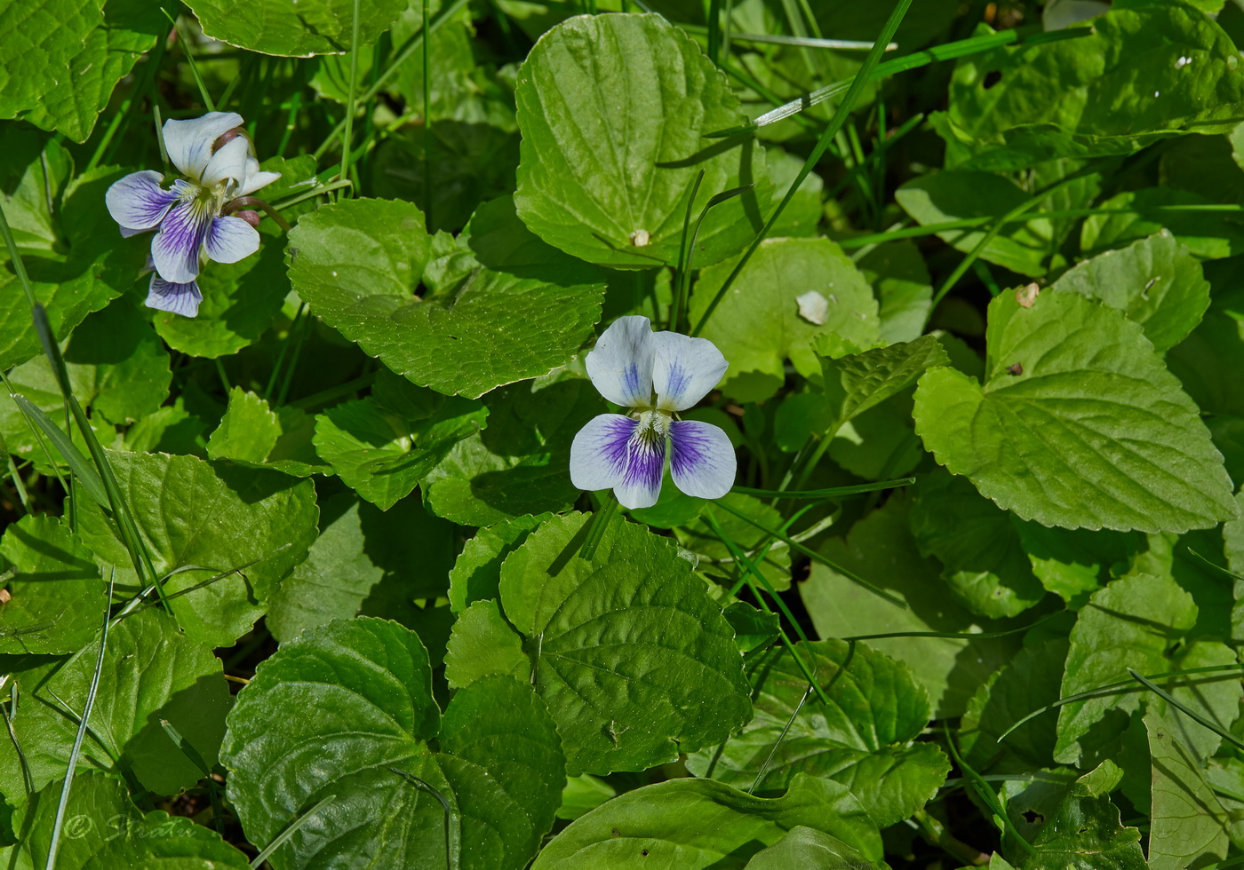 Image of Viola sororia f. priceana specimen.