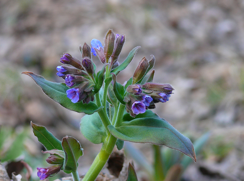 Изображение особи Pulmonaria mollis.