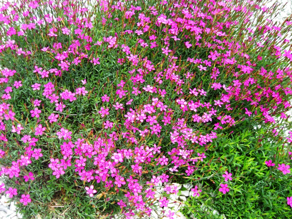 Изображение особи Dianthus deltoides.