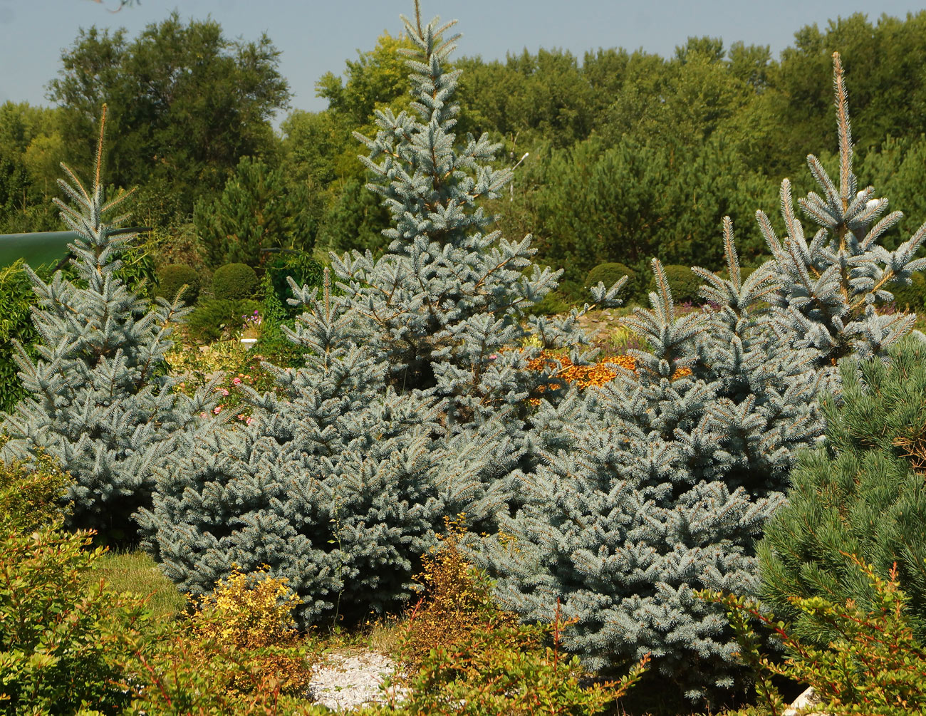 Изображение особи Picea pungens f. glauca.