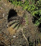 Ferocactus recurvus