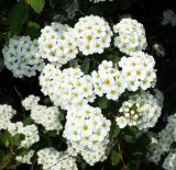 Spiraea &times; vanhouttei