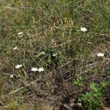 Dianthus ramosissimus