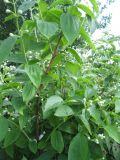 Philadelphus coronarius