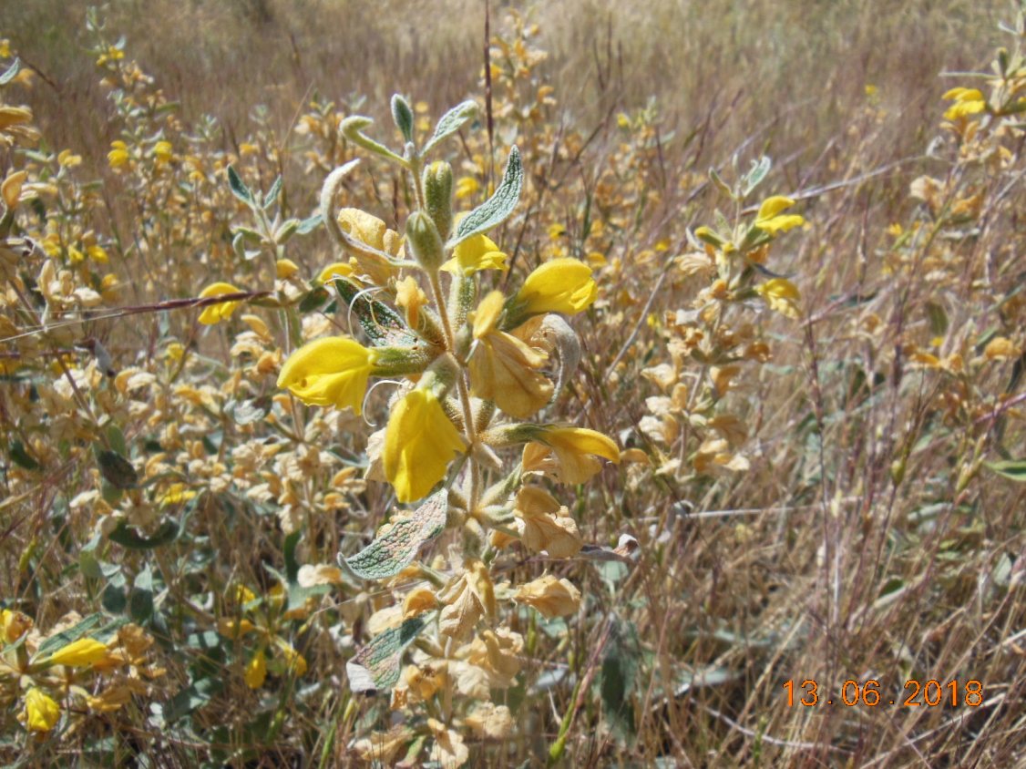 Изображение особи Phlomis orientalis.