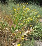 Centaurea behen