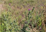 Carduus acanthoides. Цветущие растения. Крым, гора Ай-Петри, лесостепь, обочина тропы. 21.09.2018.