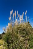 Cortaderia selloana. Плодоносящее растение. Израиль, горный массив Хермон, мошав Неве Атив, в культуре. 02.02.2019.