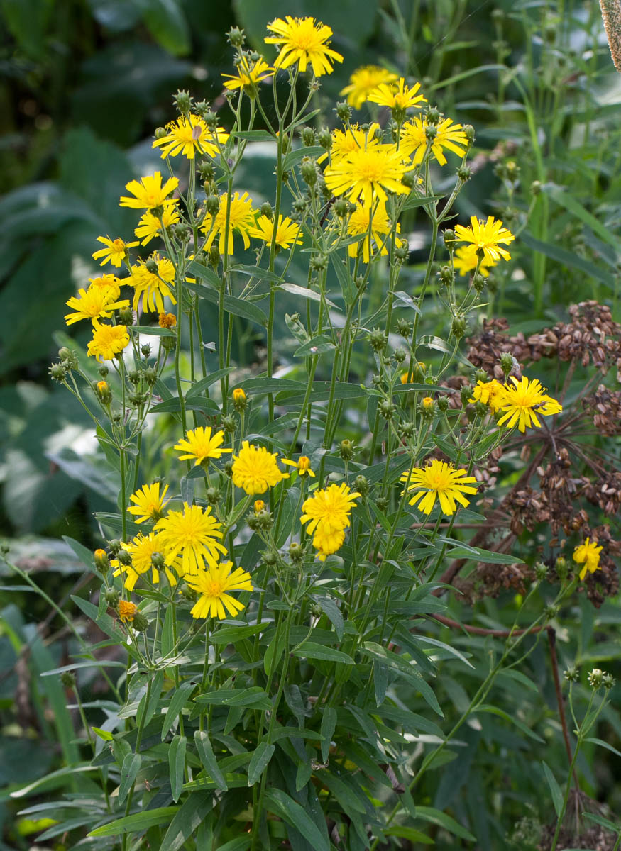 Изображение особи Hieracium umbellatum.