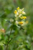 Rhinanthus minor