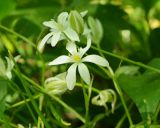 Ornithogalum woronowii