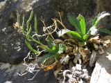 Parrya schugnana. Плодоносящее растение в расщелине скалы. Таджикистан, р-н Сангвор; Памиро-Алай, Мазорский хребет, ≈ 2900 м. 18.06.2019.