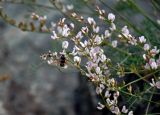 Astragalus puberulus. Соцветия. Алтай, Улаганский р-н, перевал Кату-Ярык, ≈ 1000 м н.у.м., каменистый склон. 20.06.2019.