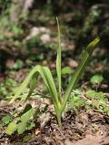 Colchicum umbrosum. Плодоносящее растение. Крым, окр. Балаклавы, дубово-грабинниковый лес. 24.05.2020.