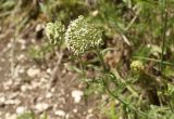 род Achillea