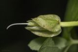 Calystegia sepium