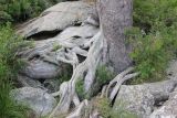 Pinus sibirica. Нижняя часть ствола и мёртвые корни. Республика Алтай, Усть-Коксинский р-н, урочище Шумы, берег реки Мульта. 28 июля 2020 г.