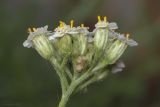 Achillea millefolium. Часть сложного соцветия с яйцами клопов-щитников и сидящими двукрылыми. Крым, Бахчисарайский р-н, окр. с. Речное, окраина яблоневого сада. 22.08.2020.