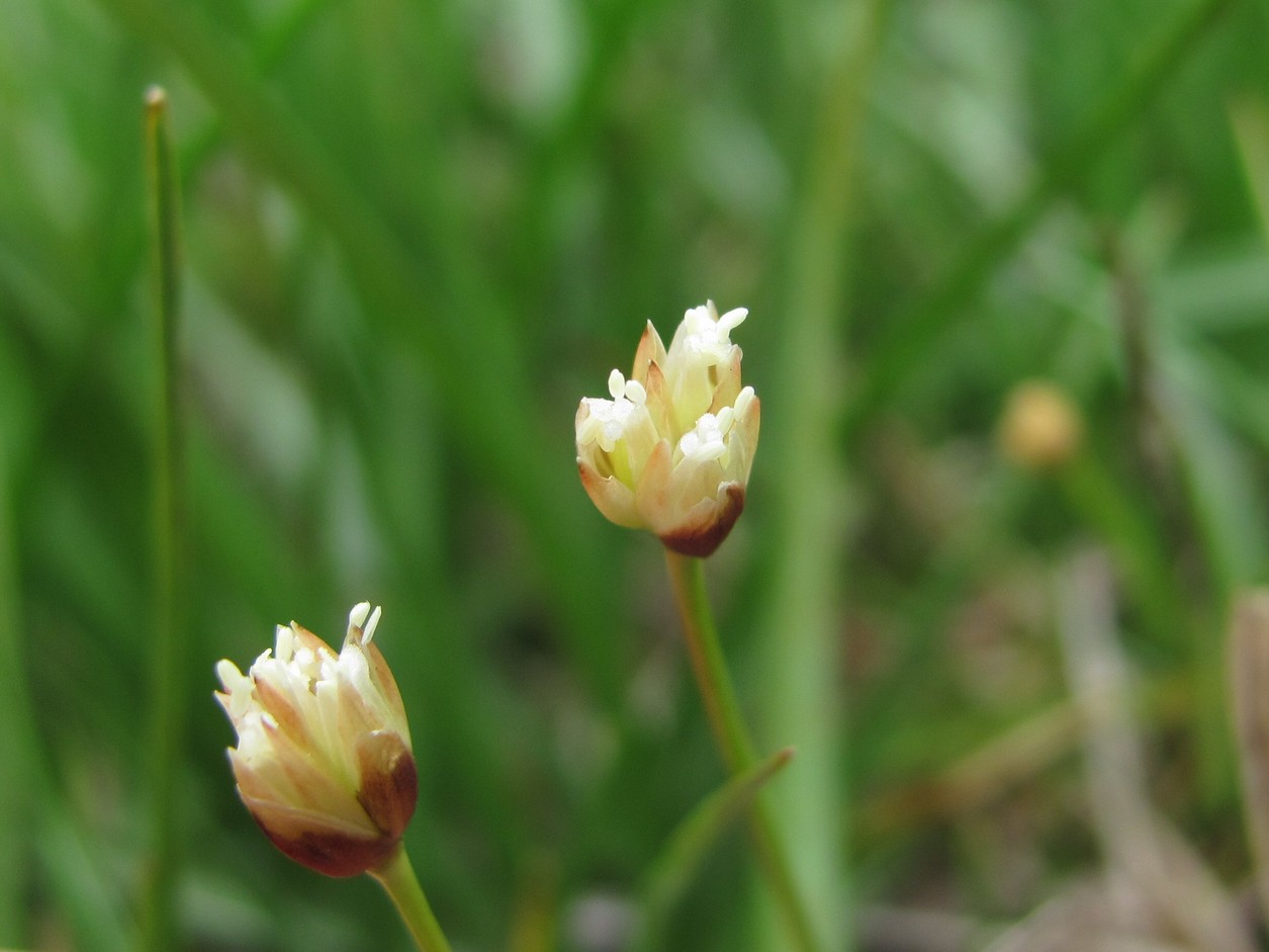 Изображение особи Juncus triglumis.