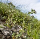 Buglossoides arvensis. Цветущие растения. Краснодарский край, м/о г. Новороссийск, гора Лысая-Новороссийская, ≈ 500 м н.у.м., горный луг. 24.04.2021.
