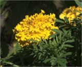 Tagetes patula