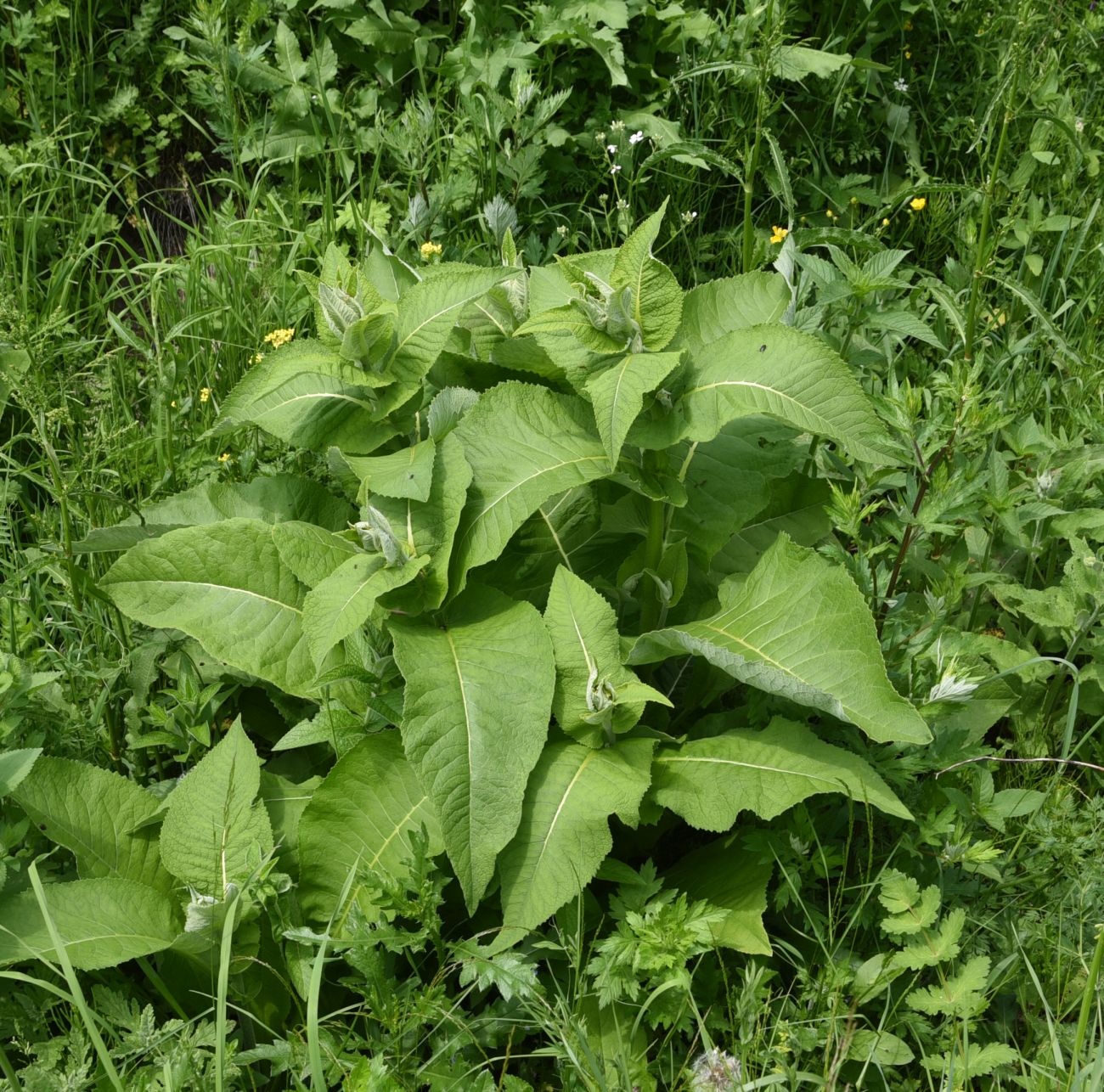 Изображение особи Inula helenium.