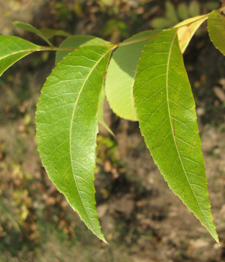 Изображение особи Carya illinoinensis.