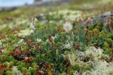 Dryas подвид subincisa