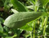 Rudbeckia hirta. Лист (вид с абаксиальной стороны). Магаданская обл., г. Магадан, на газоне. 18.08.2022.