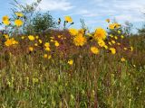 Sonchus arvensis. Верхушки цветущих растений. Магаданская обл., Ольский р-н, окр. Ольского шоссе, заброшенное поле. 30.08.2015.