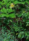 род Tragopogon. Цветущее растение в сообществе с Quercus, Carpinus и Coronilla. Грузия, Самцхе-Джавахети, национальный парк \"Боржоми-Харагаули\", опушка широколиственного леса. 11.06.2023.