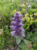 Ajuga orientalis. Верхушка соцветия. Краснодарский край, городской округ Сочи, Адлерский р-н, с. Эстосадок, горнолыжный курорт \"Роза Хутор\", пеший маршрут \"Панорама\", южный склон хр. Аибга, 2200 м н.у.м., субальпийский луг. 07.07.2023.